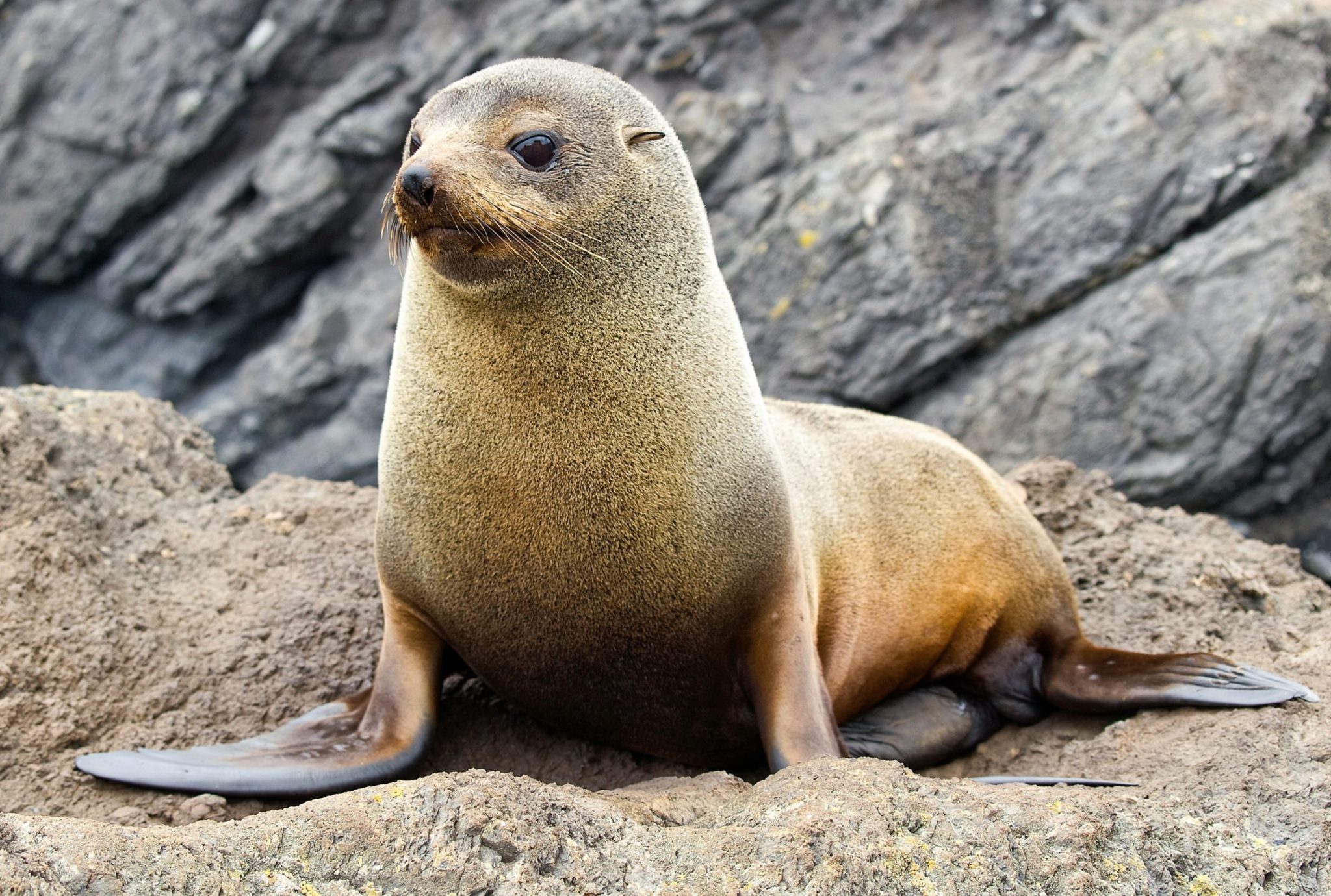 New Zealand Fur Seal Marine Guide Training 3190